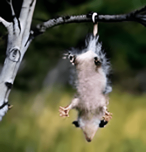 A squirrel hanging from the branch of a tree.
