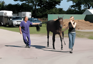 Equine Wobbler Syndrome original diagnosis Doctor Barrie Grant Veterinarian