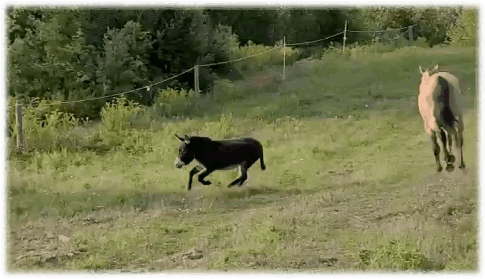A black horse running in the grass.