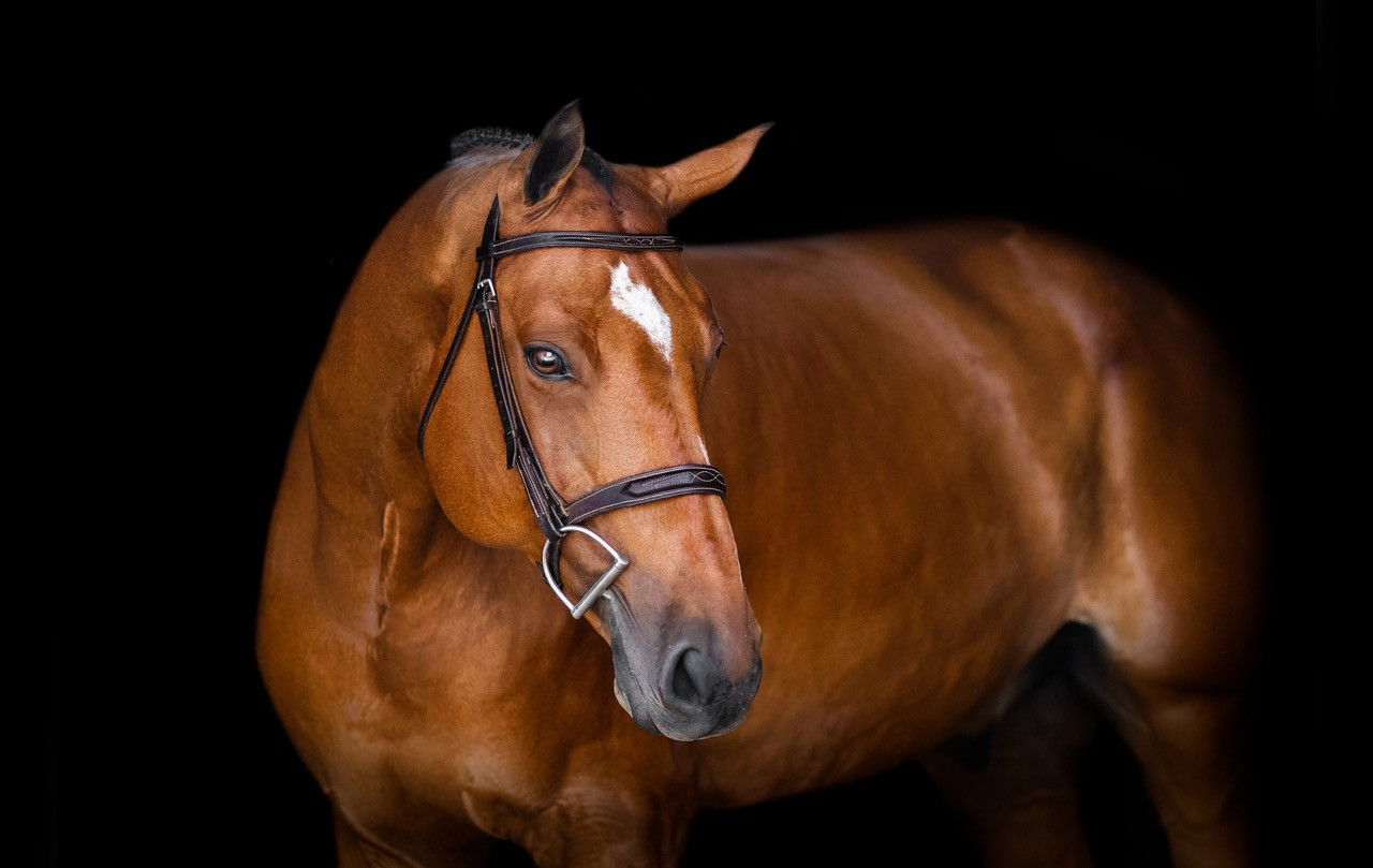 A brown horse with white markings on its head.