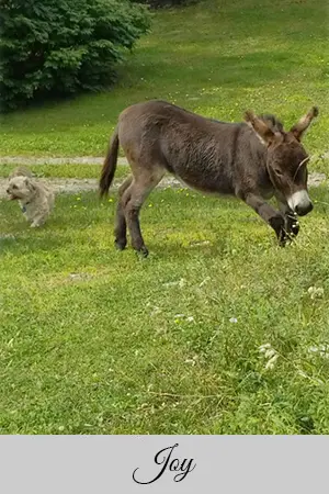 A dog and donkey in the grass